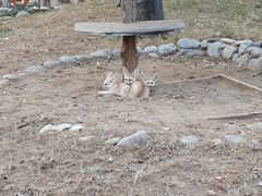 -北京野生动物园