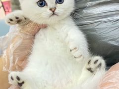 -lincat·猫舍(广州店)