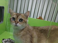 -唐小姐の猫狗洗护·购宠旗舰店(周浦万达店)
