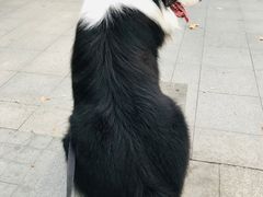 -PETKIT小佩宠物(古北店)