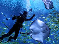 -烟台海昌鲸鲨海洋公园