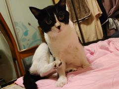 -芭比堂爱心动物医院·心脏科·犬猫内科(越城可乐分院)