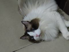-宠颐生宠物医院·心肾内科·猫专科诊疗中心宠巢店