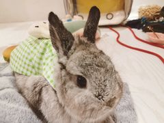 -浣熊柯尔鸭土拨鼠·电玩咖