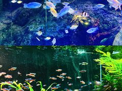 -上海海洋水族馆