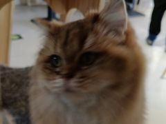 -平行世界·猫咖(首经贸店)