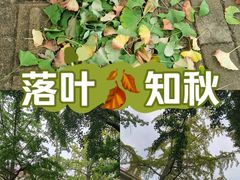 -八大关景区
