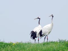 -黑龙江扎龙生态旅游区