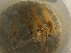 -DGE季风钓虾营地·团建·聚会