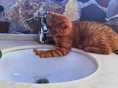 -喵屿·大理花园猫咖