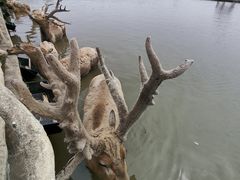 -宁波杭州湾国家湿地公园