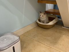 -十年猫舍·猫咪专门店(普陀店)