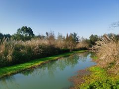 -桤木河湿地公园