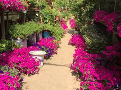 -双季花艺园艺市场(浦东店)