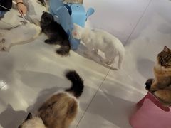 -三花喵·撸猫购宠·宠物生活馆(虹桥南丰城店)