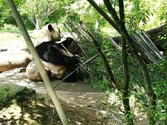 -都江堰中华大熊猫苑