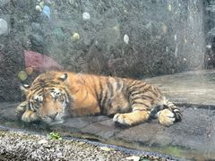 -贵州森林野生动物园