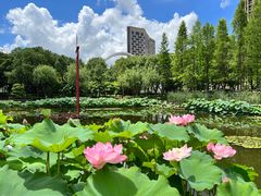 -陈家山荷花公园