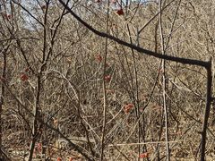 -北京西山国家森林公园