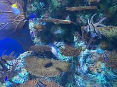 -上海海洋水族馆