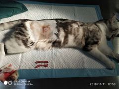 -创凡宠物医院·骨专科  猫科中心(西乡分院)