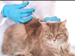 -安安宠医宠物医院·异宠·犬猫内科(岳阳分院)
