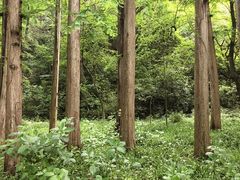-虎跑公园