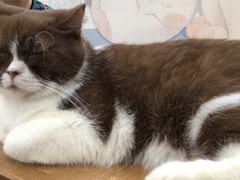 -猫小院猫主题咖啡厅(北锣店)