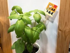 -呷贺盐酥鸡(抄纸巷店)
