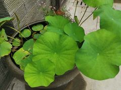 -观桥阁(锦溪店)