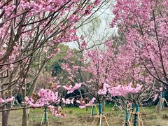 -梁鸿国家湿地公园