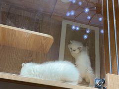 -老吴的猫·猫舍(新区店)