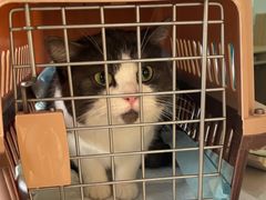 -瑞派宠物医院·犬猫全科·猫友好(宾水西道店)