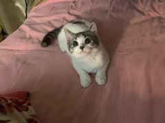 -创凡宠物医院·骨专科  猫科中心(西乡分院)