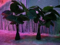 -水晶之星洗浴温泉汗蒸