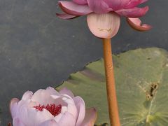 -云溪植物园