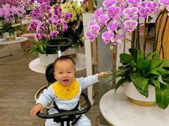 -荷兰花海