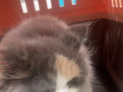 -佳雯宠物医院·皮肤科·内外科(春晓路分院)