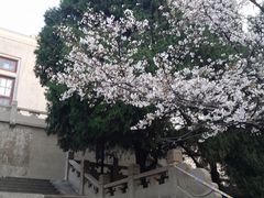 -武汉大学-樱园