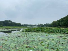 -洪湖生态旅游区