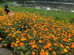 -映月湖公园