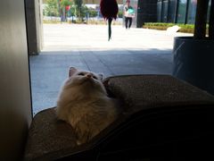 -瞄一喵猫咖(格力海岸店)