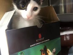 -安安宠医宠物医院·异宠·犬猫内科(岳阳分院)
