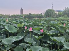 -西海子公园
