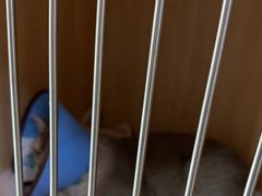 -谐和贝康宠物医院24小时·宠保定点(急重症转诊中心)