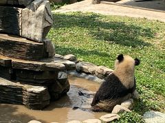 -中国大熊猫保护研究中心雅安碧峰峡基地