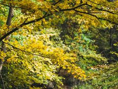 -云岫谷游猎自然风景区