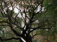 -九龙公园