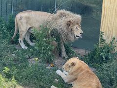 -新疆天山野生动物园
