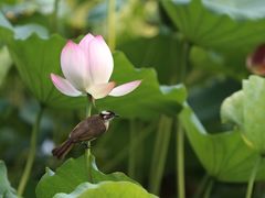 -荔湾湖公园